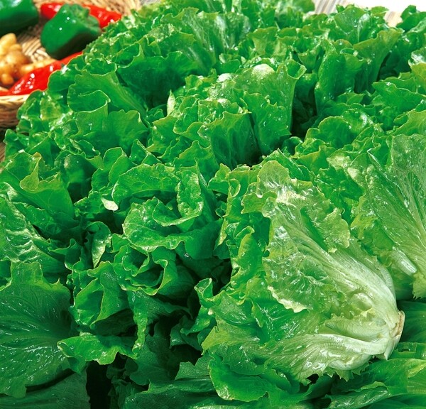 生菜圖片