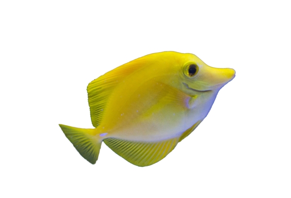 一條小魚