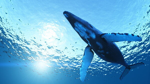 海底下的蓝鲸高清