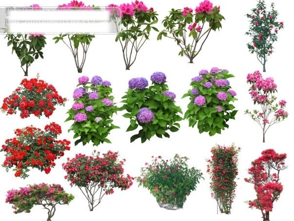 花樹