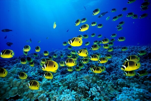 魚群