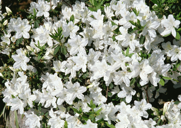 植物鮮花素材