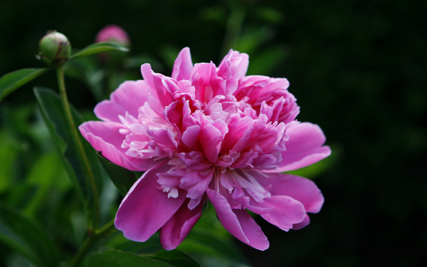 位圖植物圖案寫實(shí)花卉花朵野花免費(fèi)素材