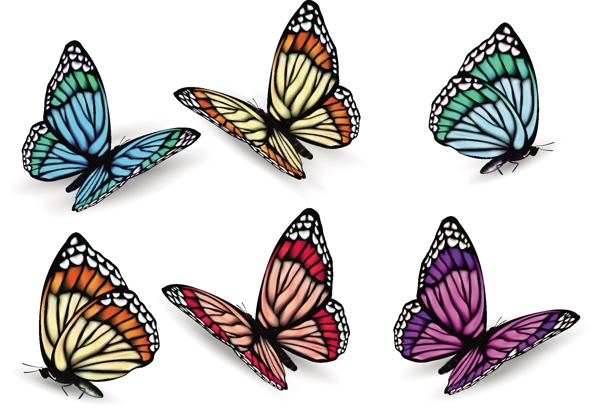 6只不同颜色姿态的蝴蝶