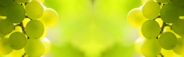 葡萄