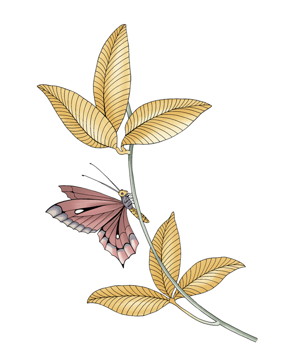 成熟優(yōu)雅女裝T恤圖案植物樹葉葉子免費素材