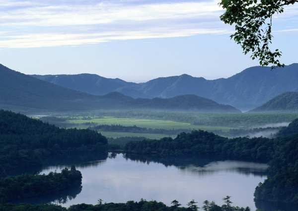樹植物水風(fēng)景