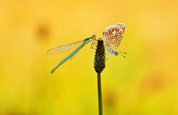 漂亮的蝴蝶蜻蜓图片