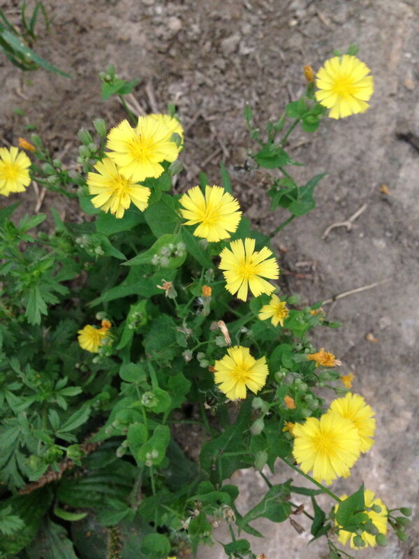 黃色小花圖片
