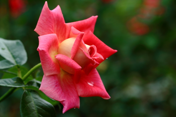 玫瑰花