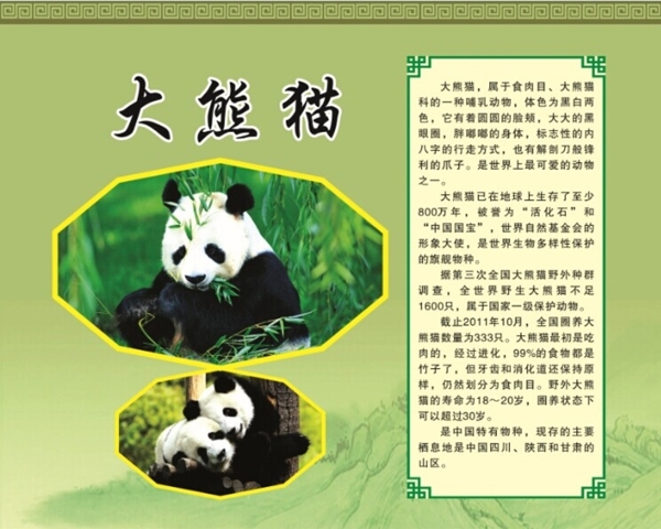 大熊貓簡介展板圖片
