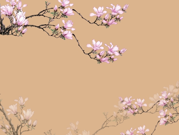 梅花圖片