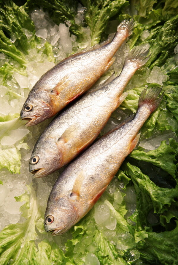 黃魚圖片