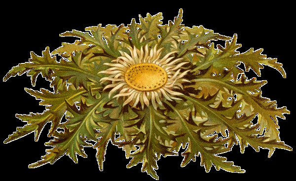 绿叶包围的菊花透明装饰素材