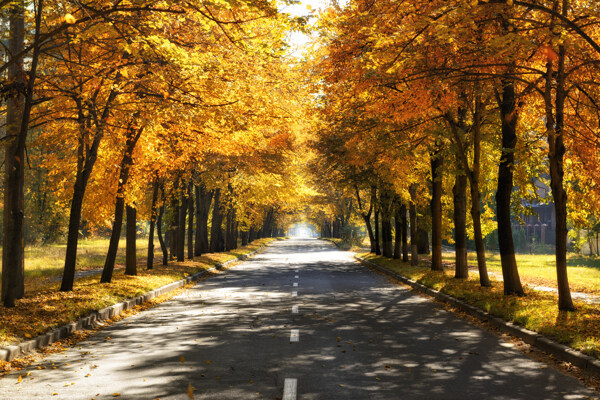 秋天树林公路风景图片