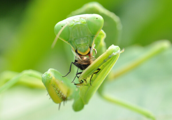螳螂吃食图片