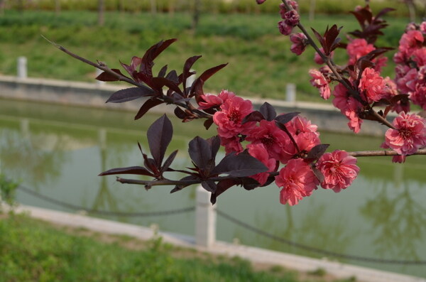 梅花圖片