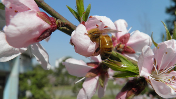 桃花蜜蜂花朵