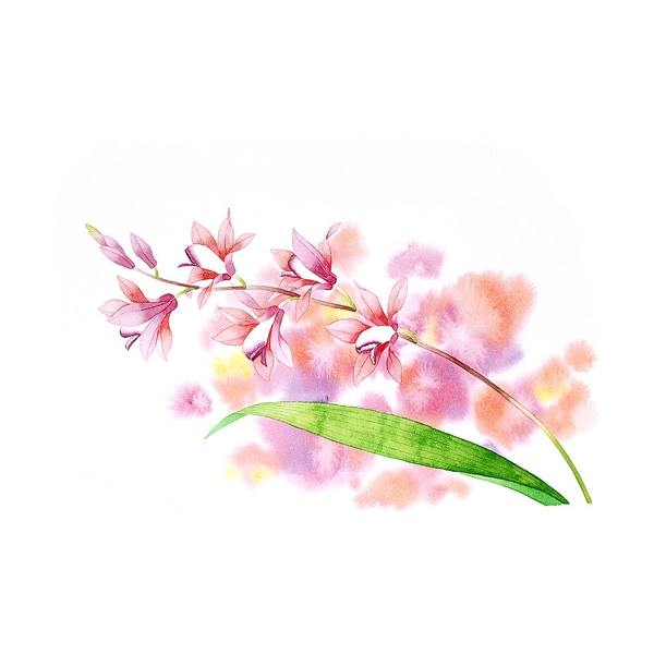位圖寫意花卉植物花朵免費素材
