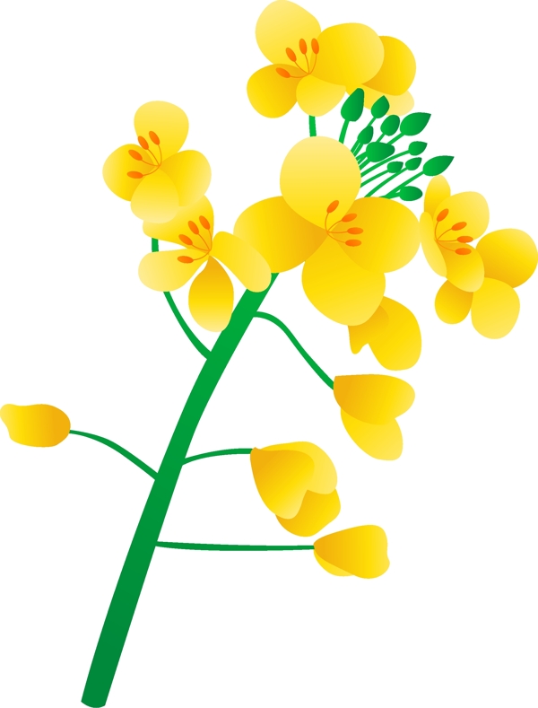矢量免扣卡通油菜花