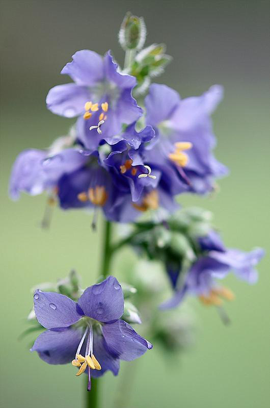 位圖植物花朵寫(xiě)實(shí)花卉野花免費(fèi)素材