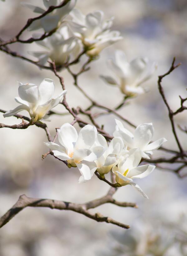 櫻花