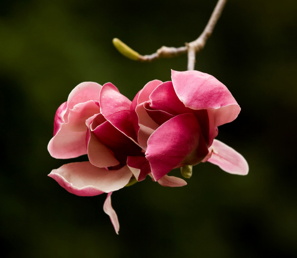 位圖植物寫(xiě)實(shí)花卉花朵野花免費(fèi)素材