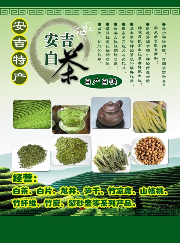 安吉白茶圖片