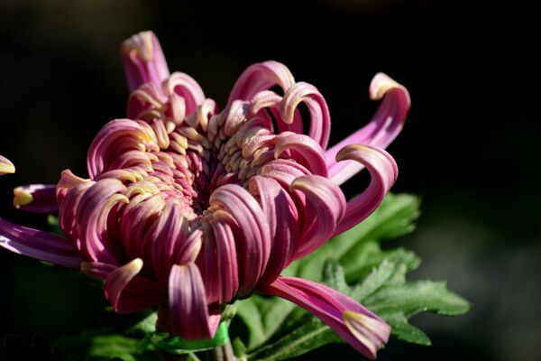 秋菊