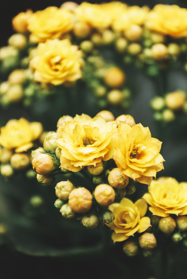 黄色长寿花商业摄影