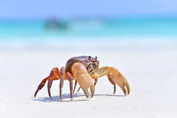 海滩上的螃蟹摄影