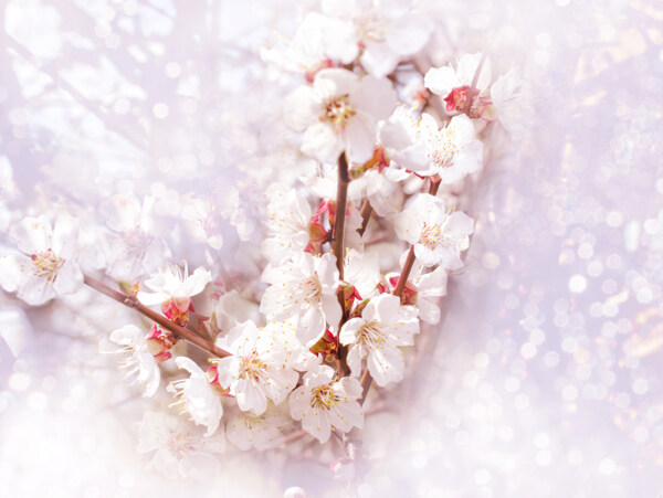夢(mèng)幻光斑背景梨花圖片