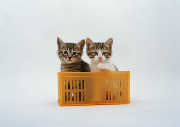 篮子里的两只花猫图片