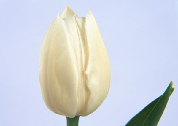 花卉特寫圖片素材下載