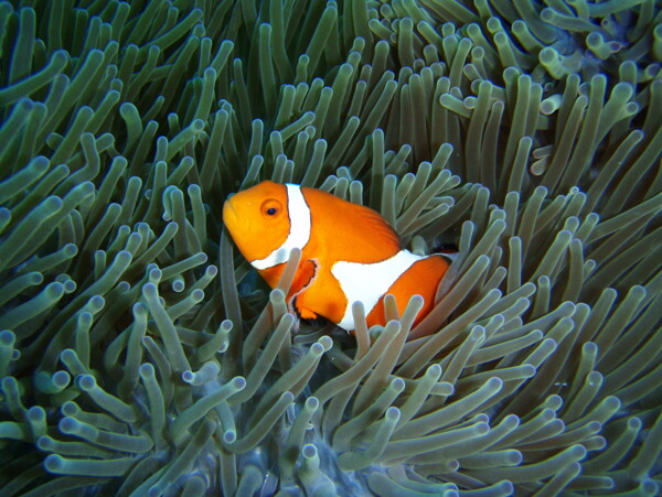 海底生物圖片