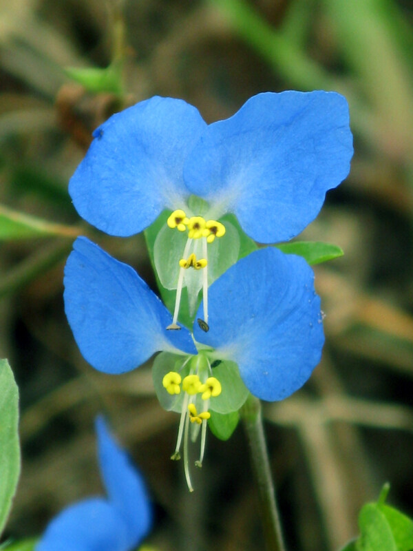 野蘭花圖片