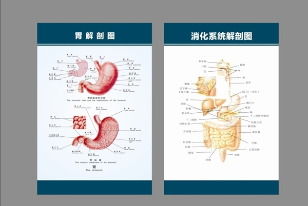 胃肠消化系统解剖展板