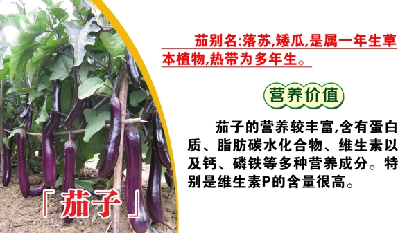 茄子圖片
