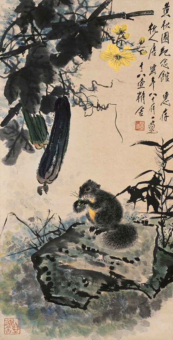 丝瓜松鼠图片