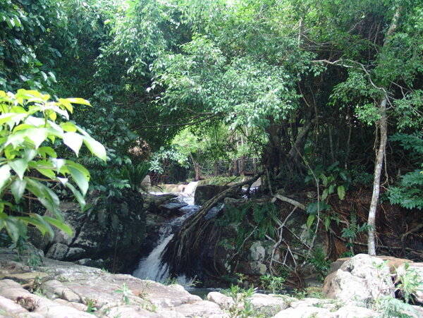 热带雨林溪流图片