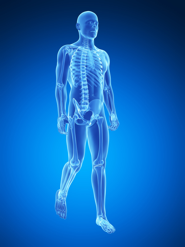 行走的男性人体骨骼结构图片