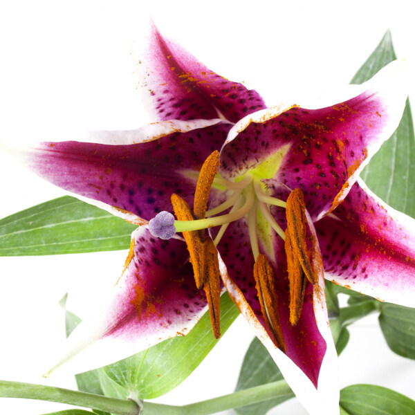位圖植物攝影寫(xiě)實(shí)花卉花朵百合免費(fèi)素材