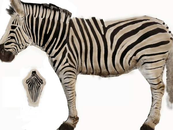 zebra斑马