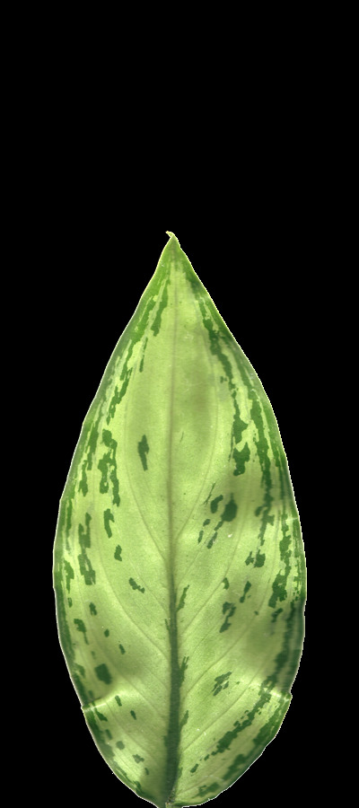 3D植物模型九