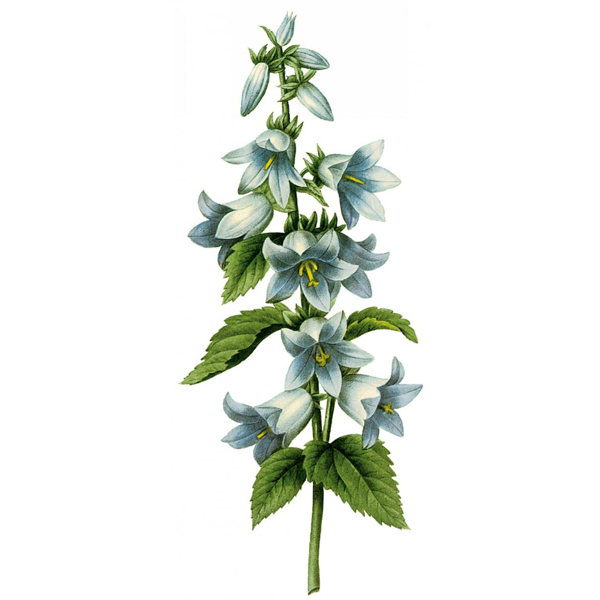位圖藝術(shù)效果水彩花卉免費(fèi)素材