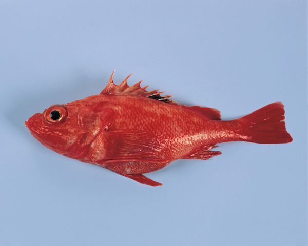 海魚圖片