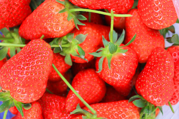 高清草莓摄像图片
