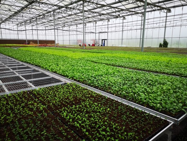 现代化农业大棚温室种植