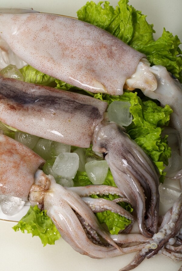魷魚圖片