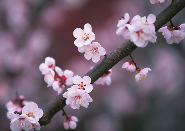 桃花朵朵開(kāi)